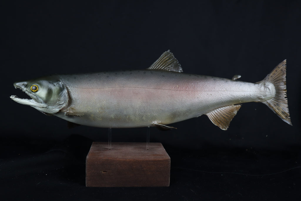 Chinook Salmon Taxidermy