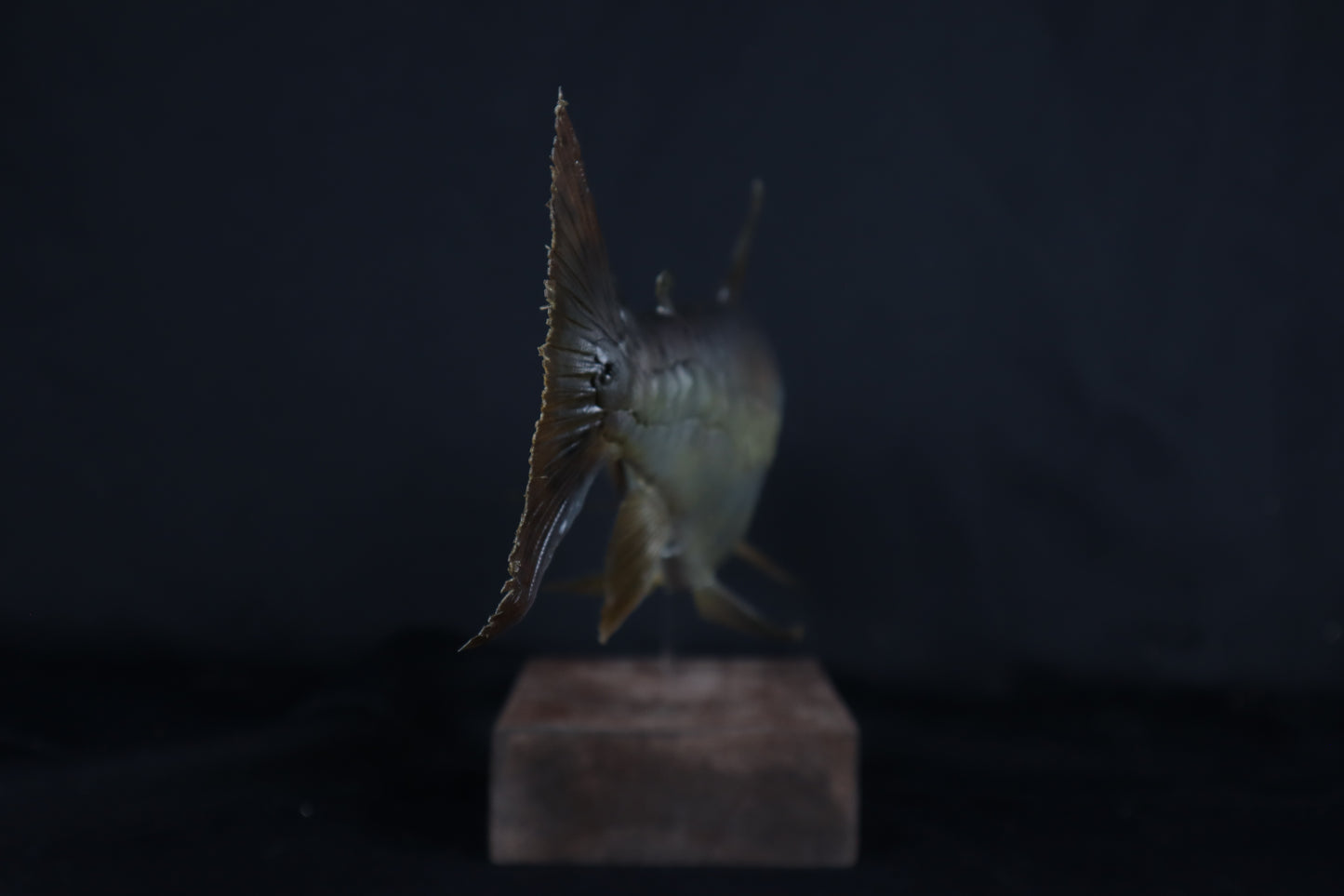 Chinook Salmon Taxidermy