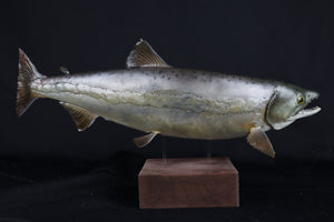 Chinook Salmon Taxidermy