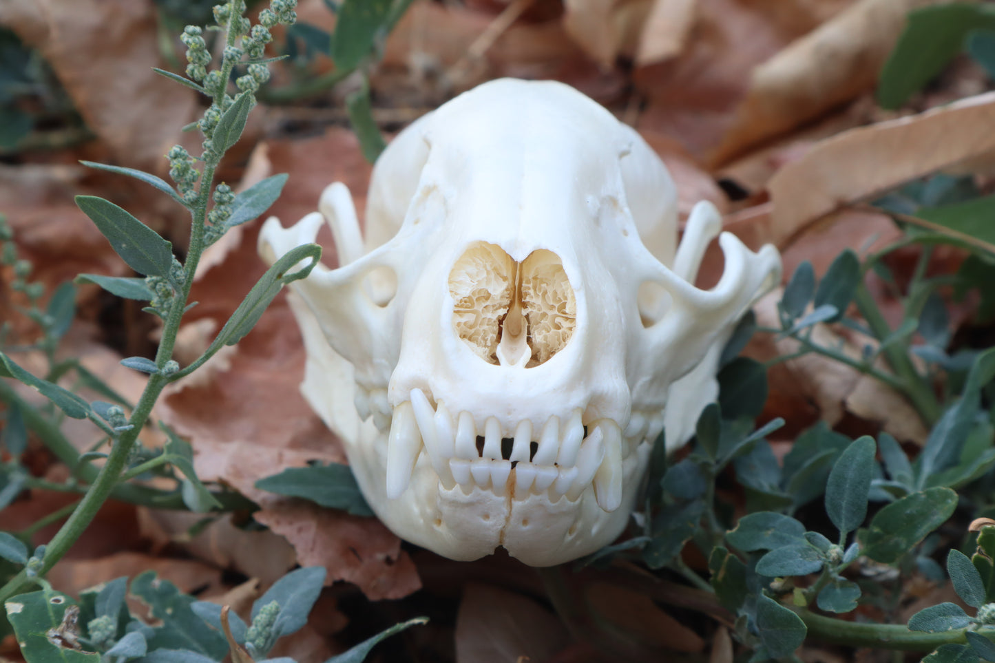 Raccoon Skull