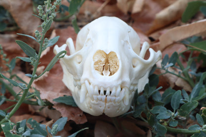 Raccoon Skull