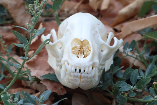 Raccoon Skull