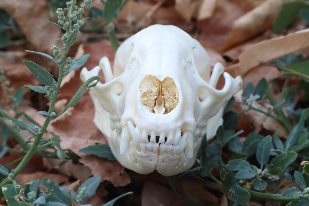 Raccoon Skull