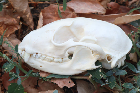 Raccoon Skull