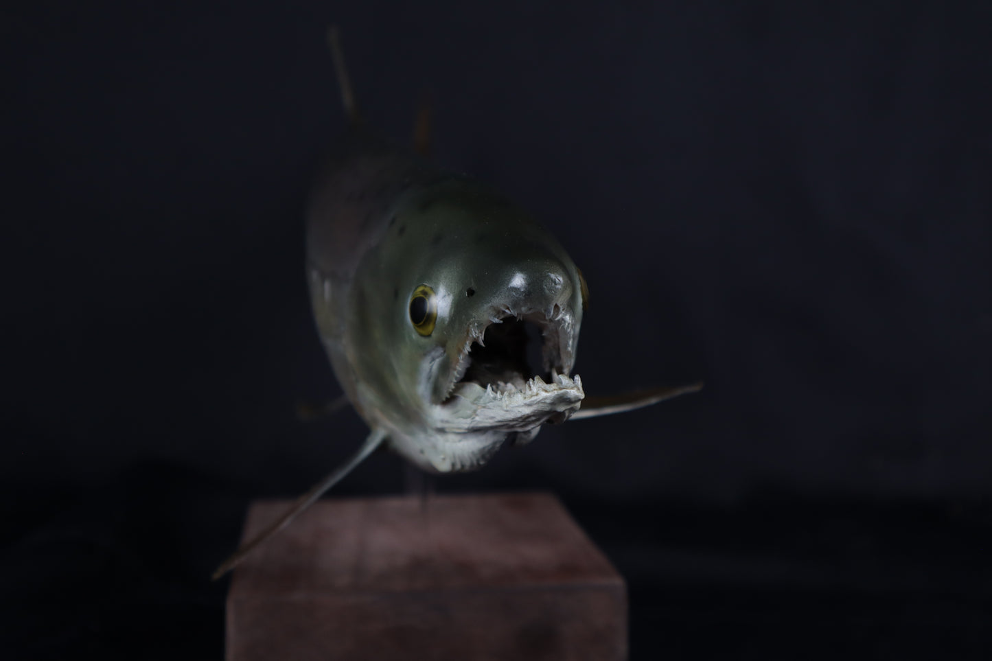 Chinook Salmon Taxidermy