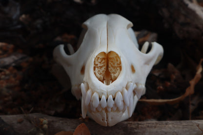 Pathological Coyote Skull