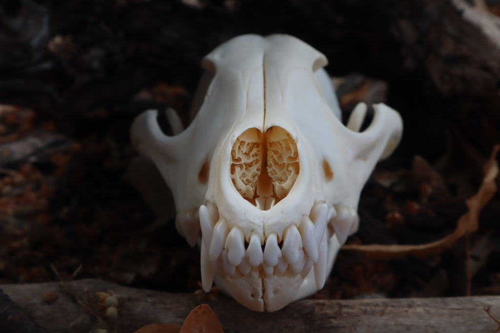 Pathological Coyote Skull