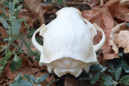 Raccoon Skull