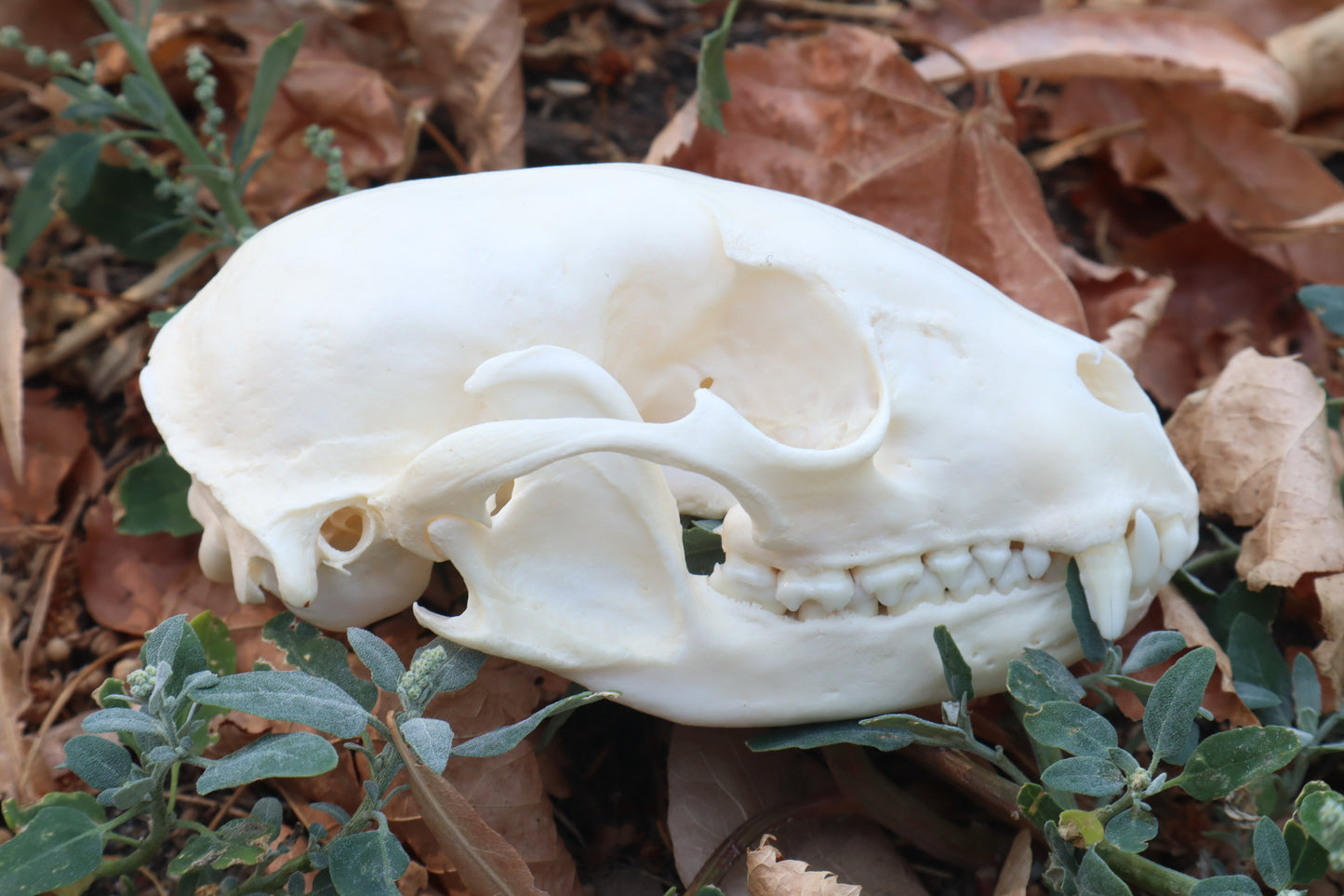 Raccoon Skull