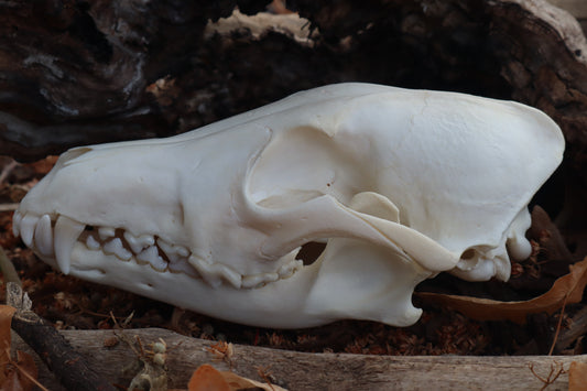 Pathological Coyote Skull