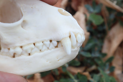 Raccoon Skull