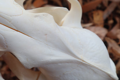 Pathological Coyote Skull