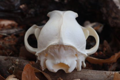 Pathological Coyote Skull