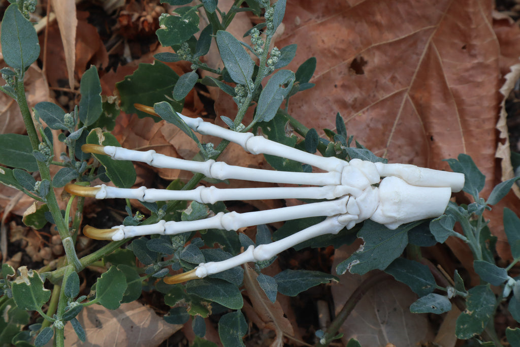 Raccoon Paw Articulation