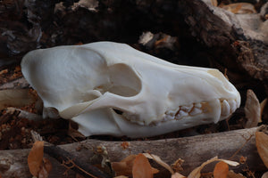 Pathological Coyote Skull