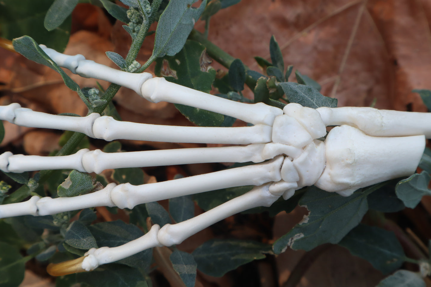 Raccoon Paw Articulation