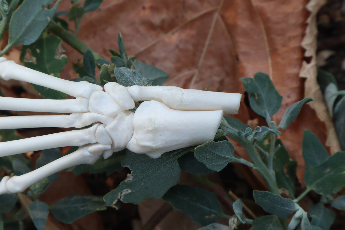 Raccoon Paw Articulation