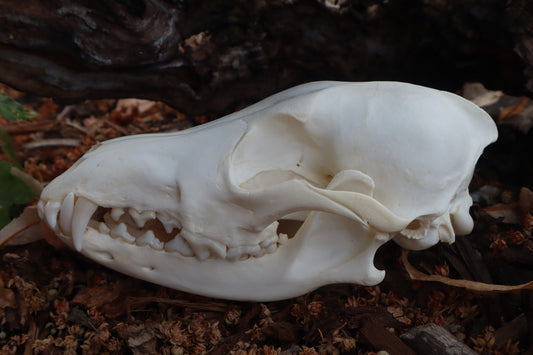 Coyote Skull