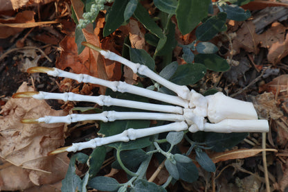 Raccoon Paw Articulation