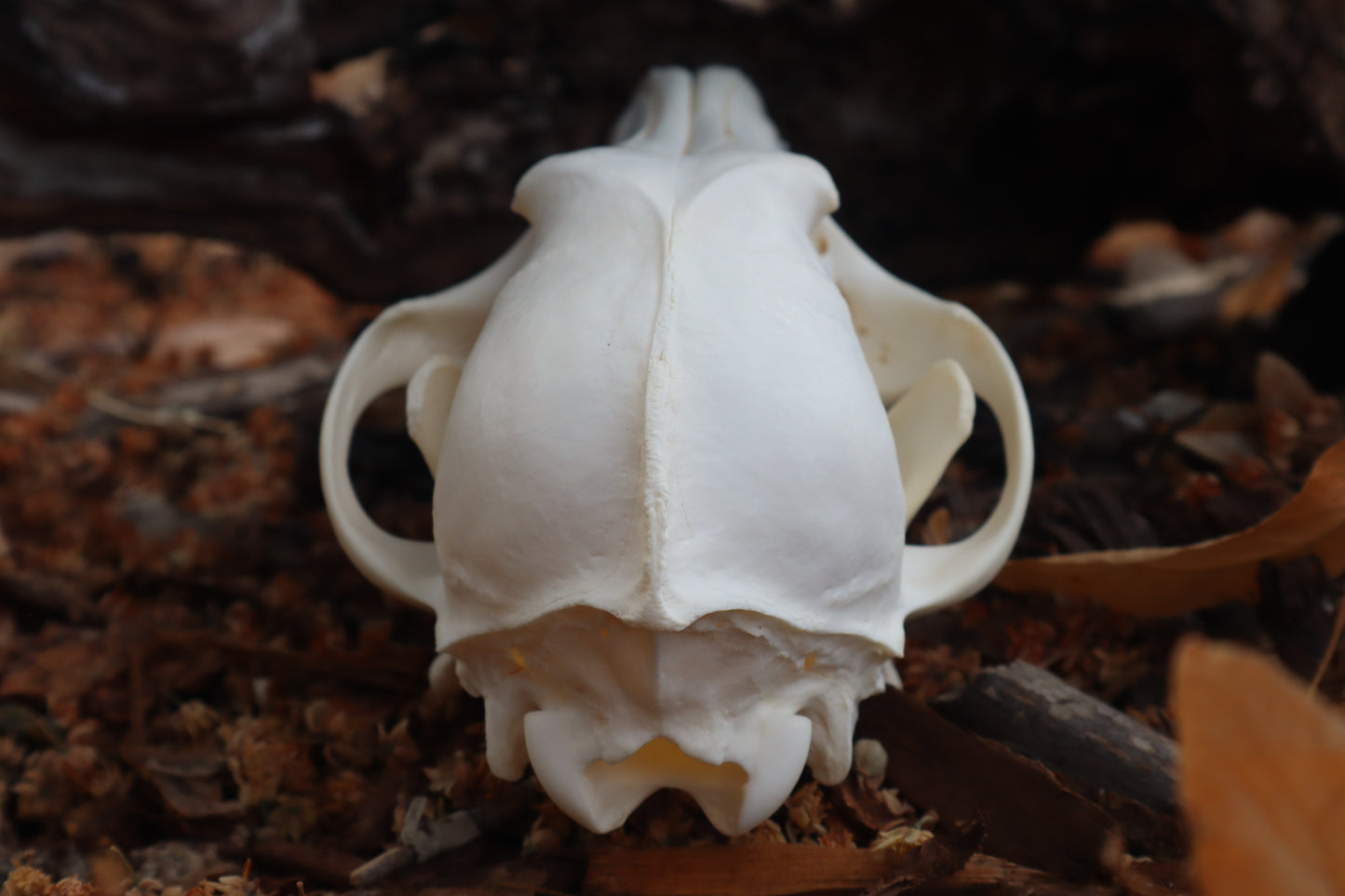 Coyote Skull