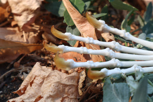 Raccoon Paw Articulation