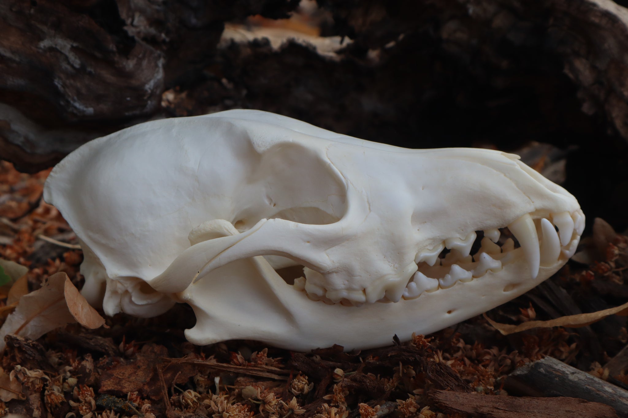 Coyote Skull