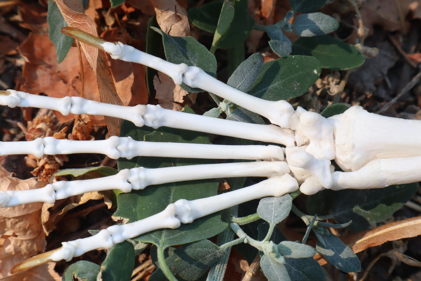 Raccoon Paw Articulation