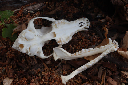 Coyote Skull