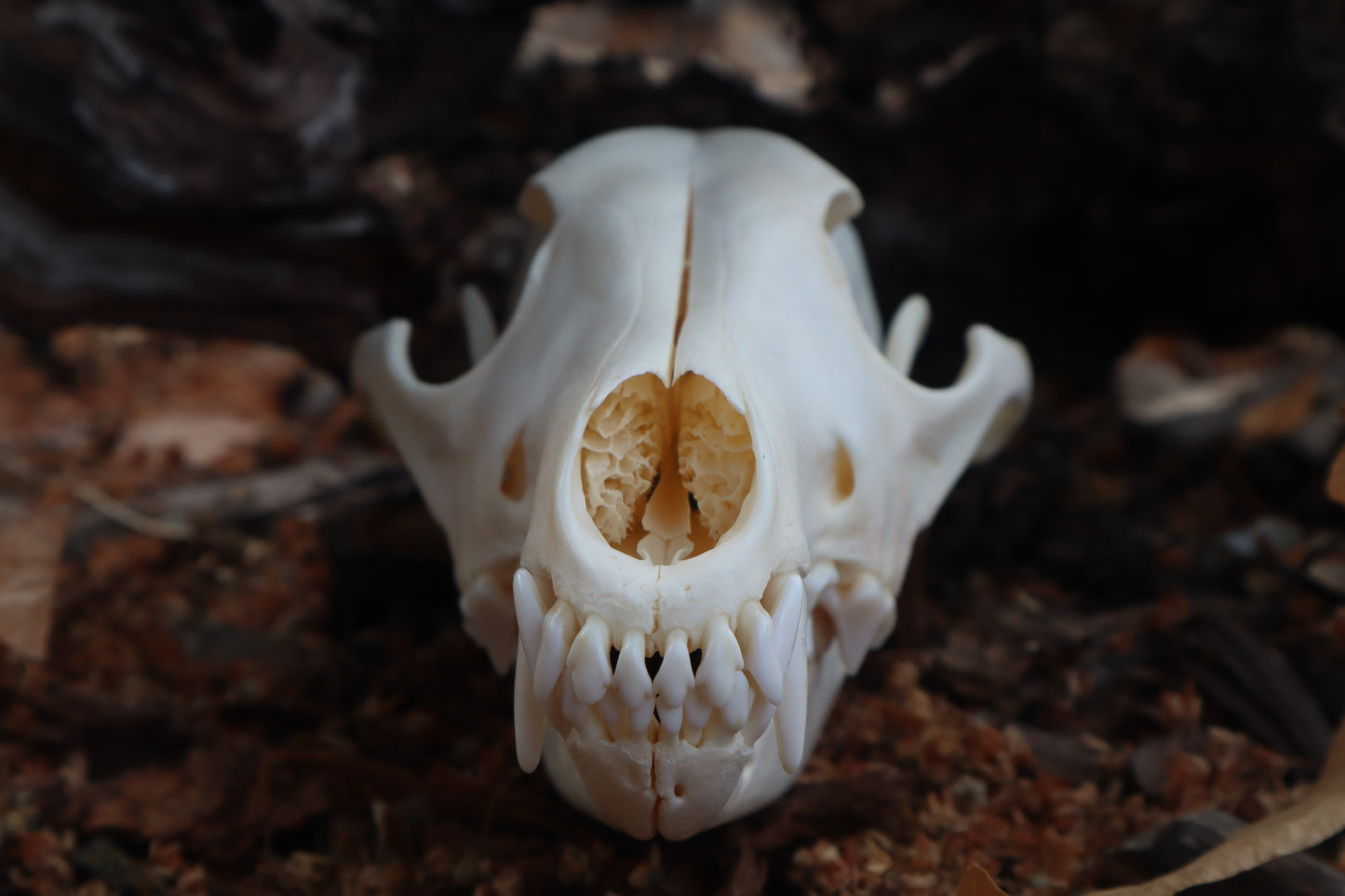 Coyote Skull