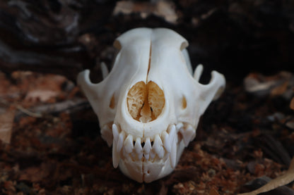 Coyote Skull