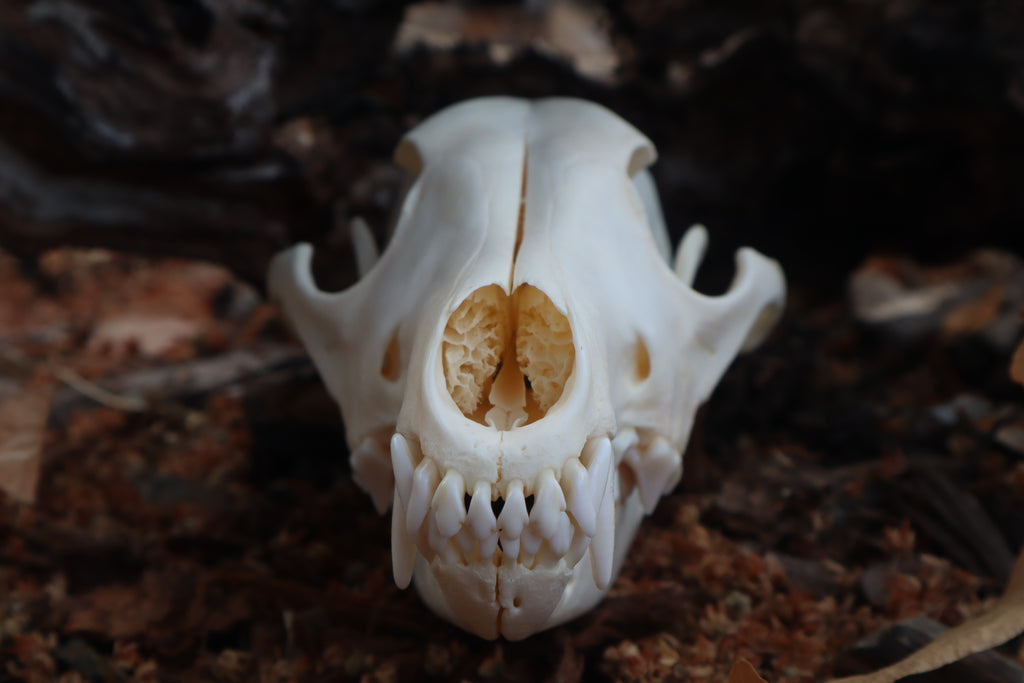 Coyote Skull