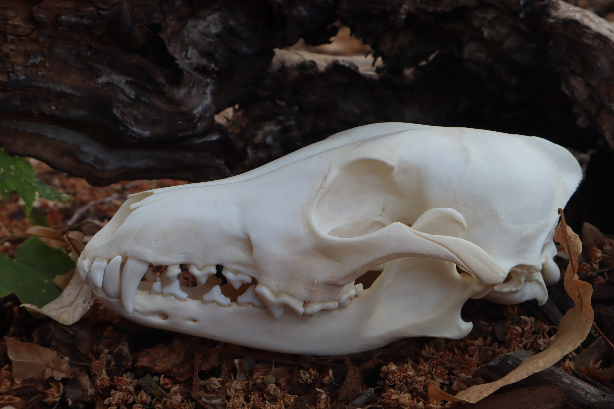 Coyote Skull