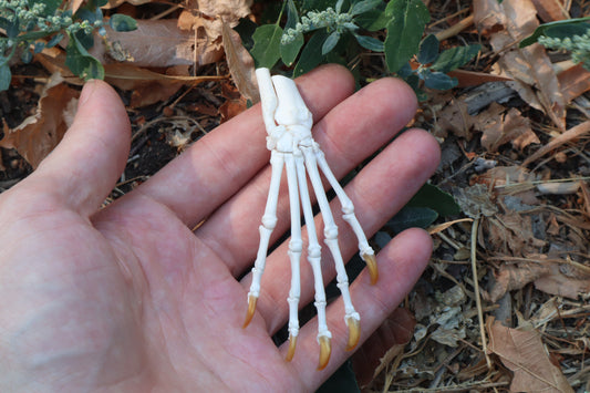 Raccoon Paw Articulation