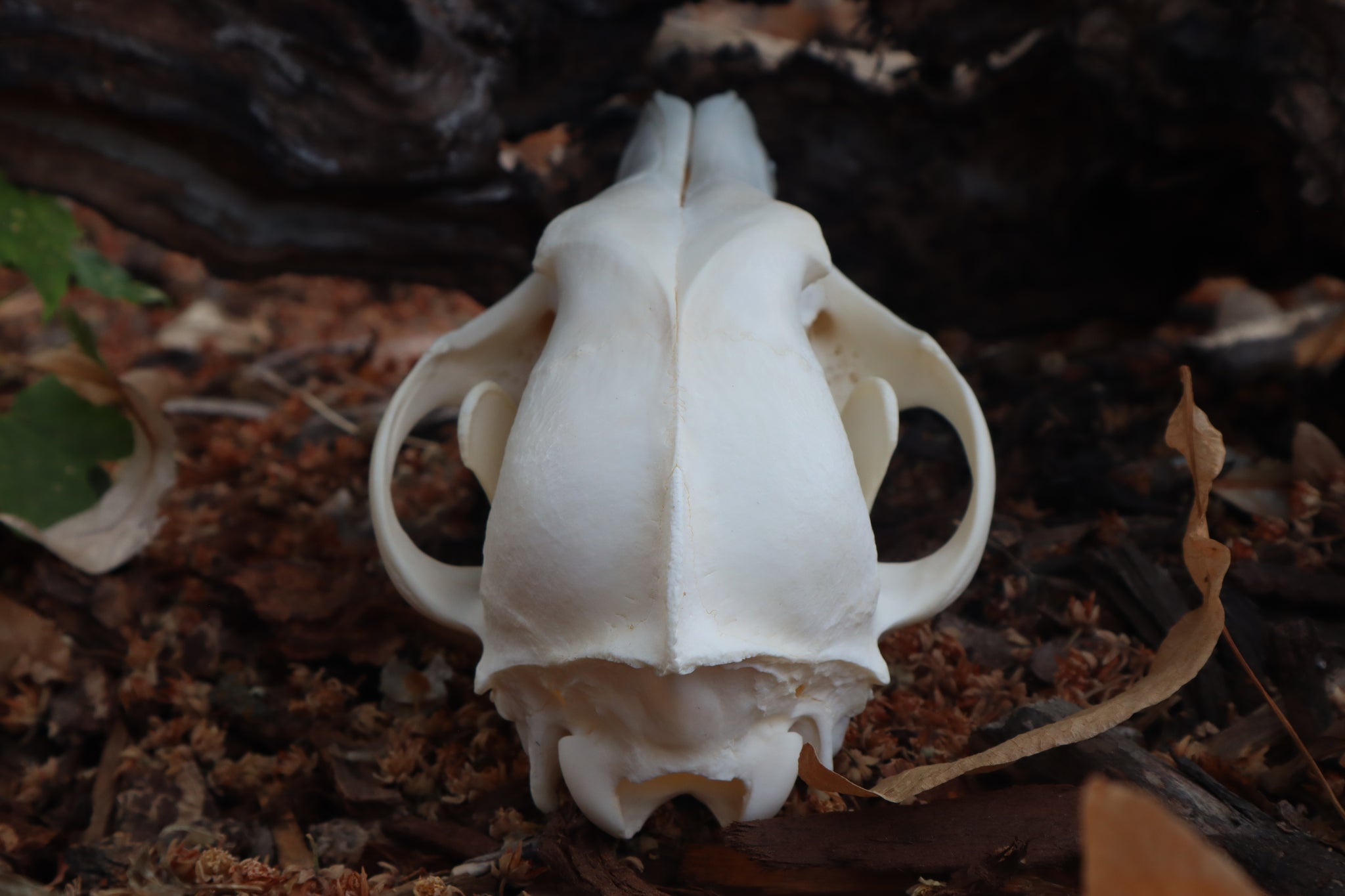 Coyote Skull