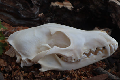 Coyote Skull