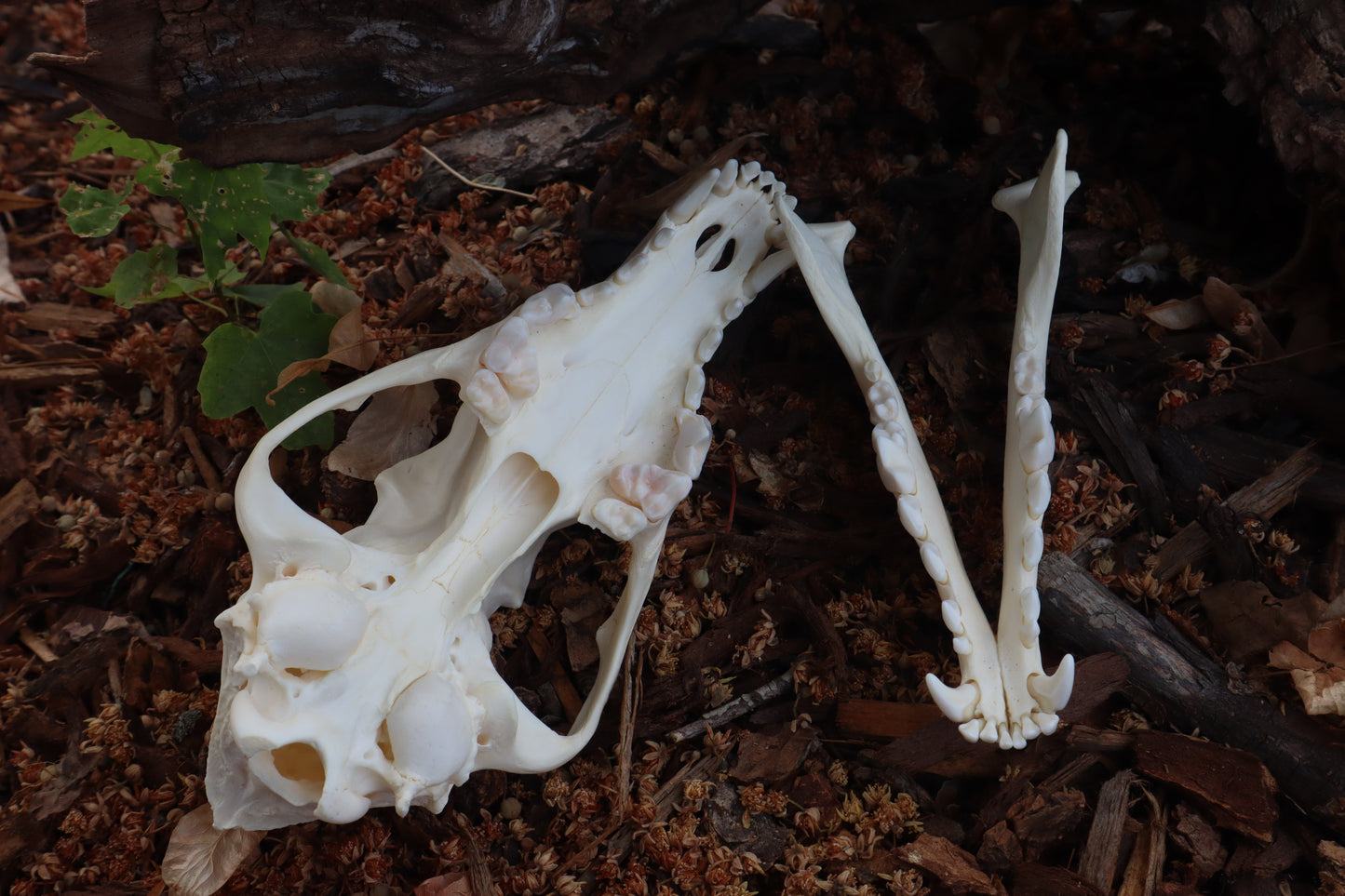 Coyote Skull