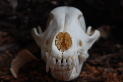 Coyote Skull