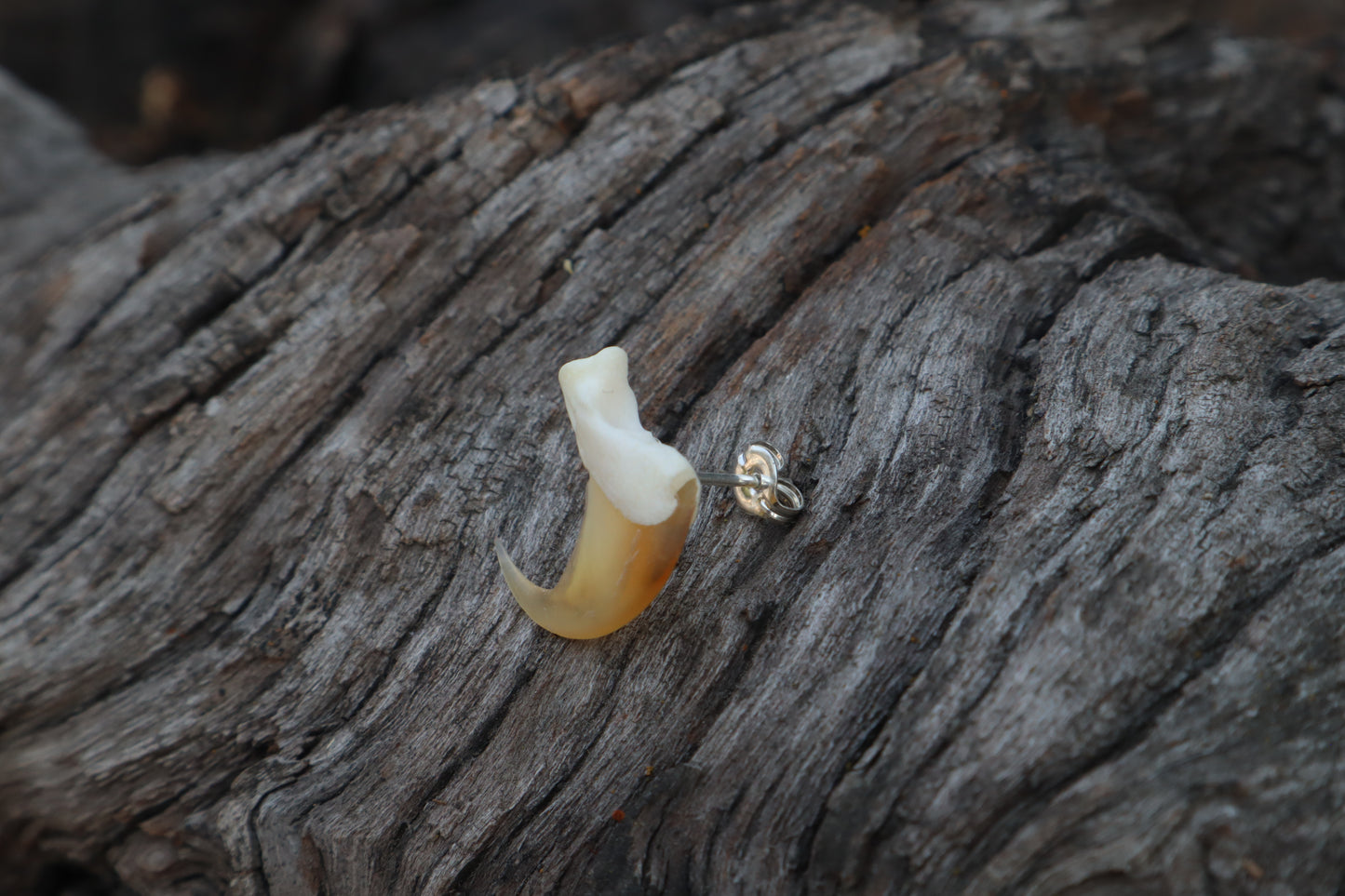Bobcat Claw Stud Earring - .925 Silver