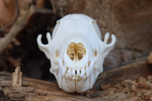 Red Fox Skull