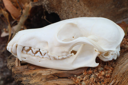 Red Fox Skull