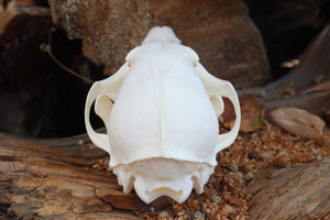 Red Fox Skull