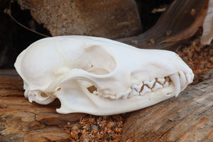 Red Fox Skull