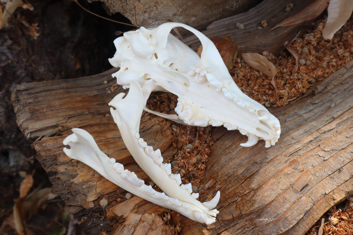 Red Fox Skull