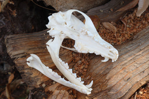 Red Fox Skull