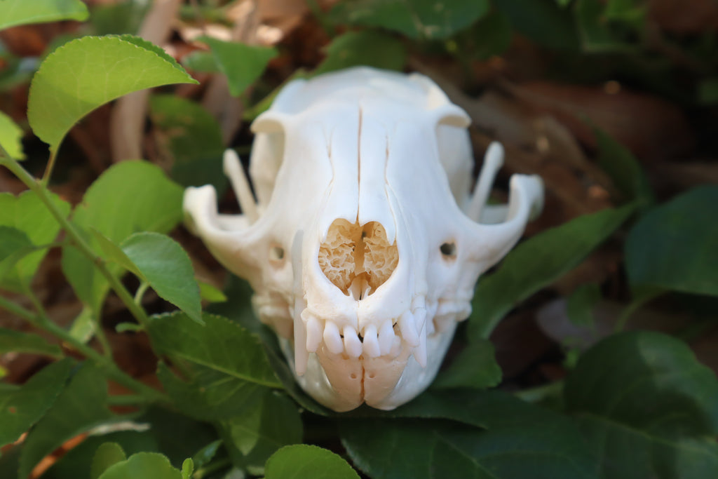 Gray Fox Skull