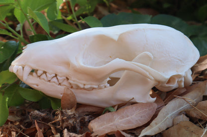 Gray Fox Skull