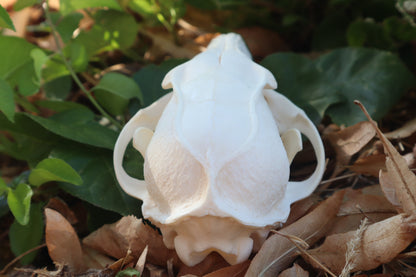 Gray Fox Skull