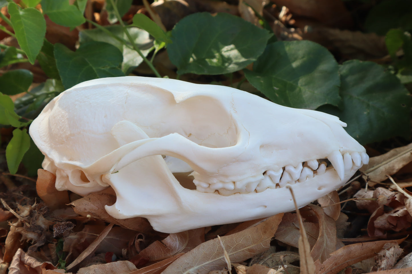 Gray Fox Skull