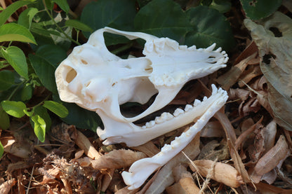 Gray Fox Skull