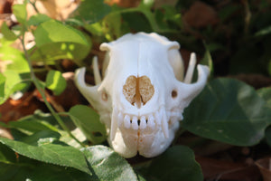 Gray Fox Skull